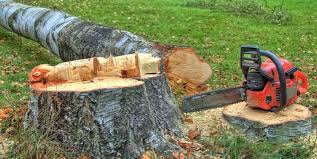 How Our Tree Care Process Works  in  Villa Park, CA