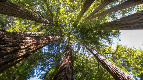 Best Tree Health Inspection  in Villa Park, CA